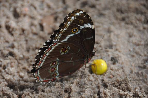Borboleta descansa na areia em Pindobal, praia próxima à Alter do Chão - PA